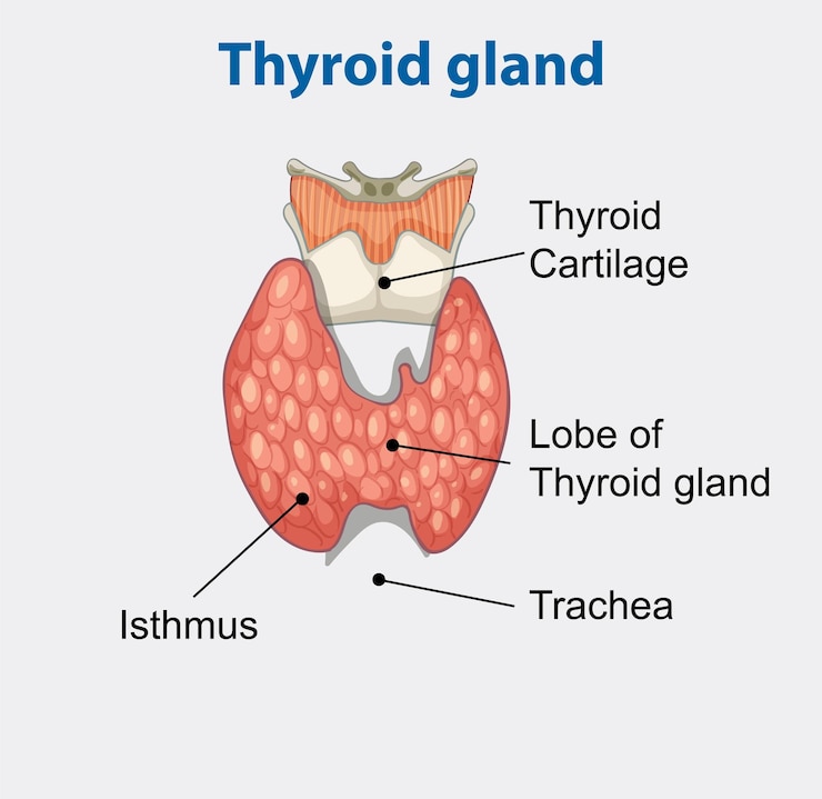 Vetor grátis anatomia da glândula tiróide