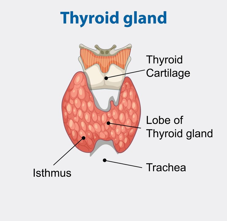 Vetor grátis anatomia da glândula tiróide