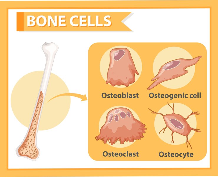 Vetor grátis anatomia das células ósseas humanas