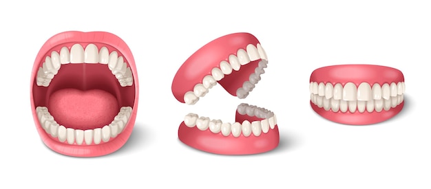 Anatomia dental de dentes humanos definida com mandíbulas realistas ilustração vetorial isolada