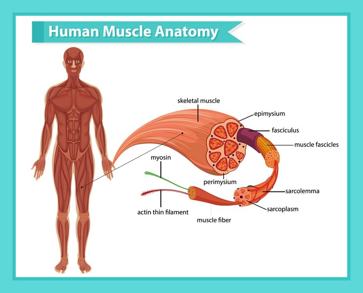 Vetor grátis anatomia do músculo humano com anatomia do corpo
