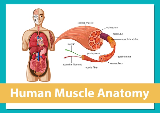 Vetor grátis anatomia do músculo humano com anatomia do corpo