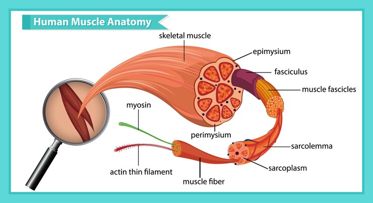 Vetor grátis anatomia do músculo humano com anatomia do corpo