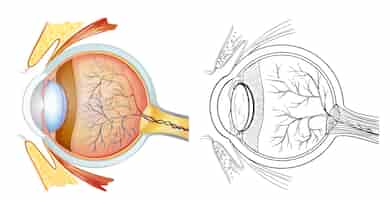 Vetor grátis anatomia do olho