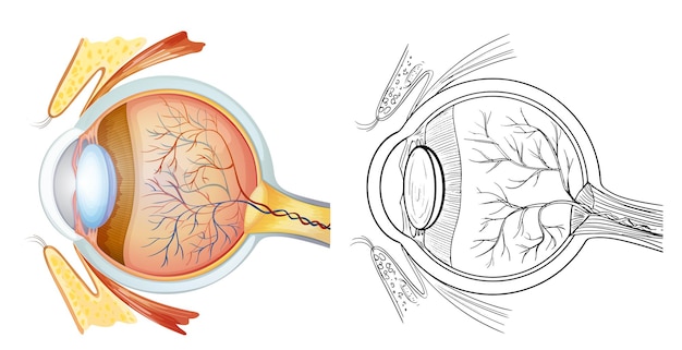 Anatomia do olho