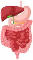Vetor grátis anatomia do trato gastrointestinal para educação