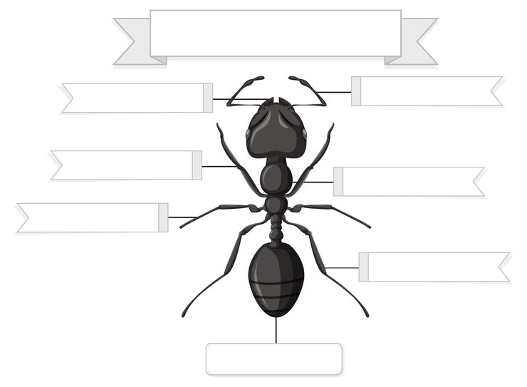 Vetor grátis anatomia externa de uma planilha de formiga