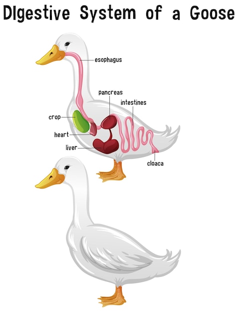 Anatomia interna de um ganso com rótulo