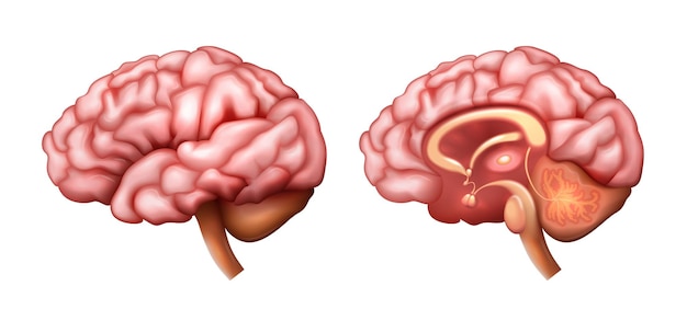 Vetor grátis anatomia realista do cérebro
