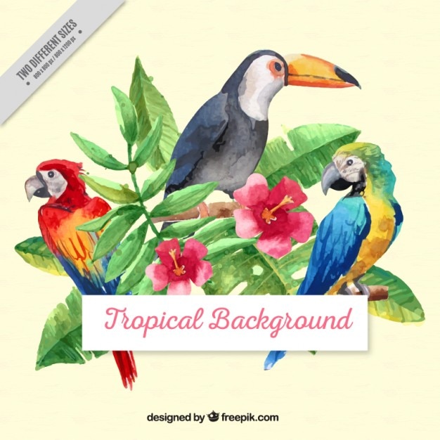 Aquarela aves tropicais com folhas de fundo