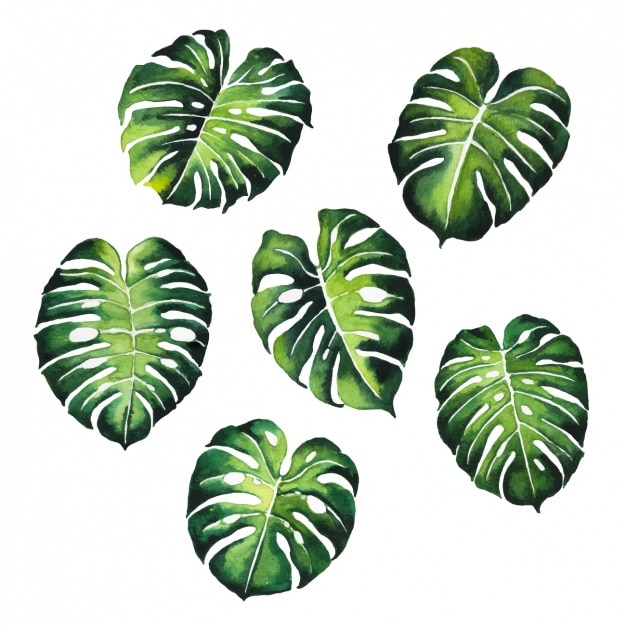Vetor grátis aquarela design das folhas