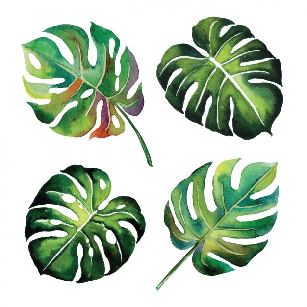 Vetor grátis aquarela design das folhas