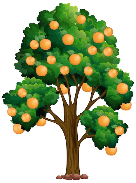 Árvore de laranja isolada em branco