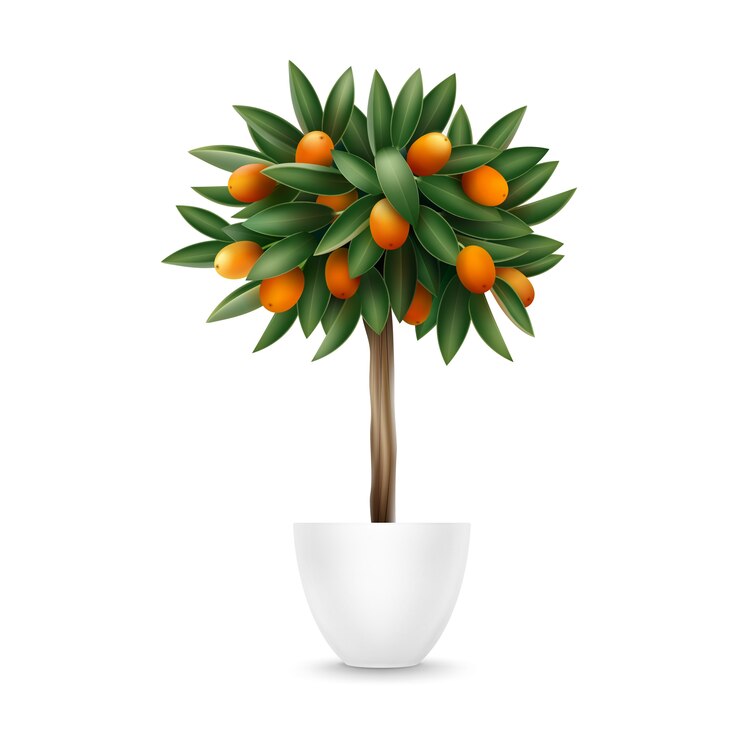 Vetor grátis árvore de vetor kumquat com frutas laranja e folhas verdes em um vaso isolado no fundo branco