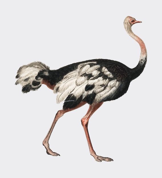 Vetor grátis avestruz comum (struthio camelus) ilustrado
