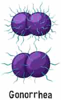 Vetor grátis bactéria neisseria gonorrhoeae com texto