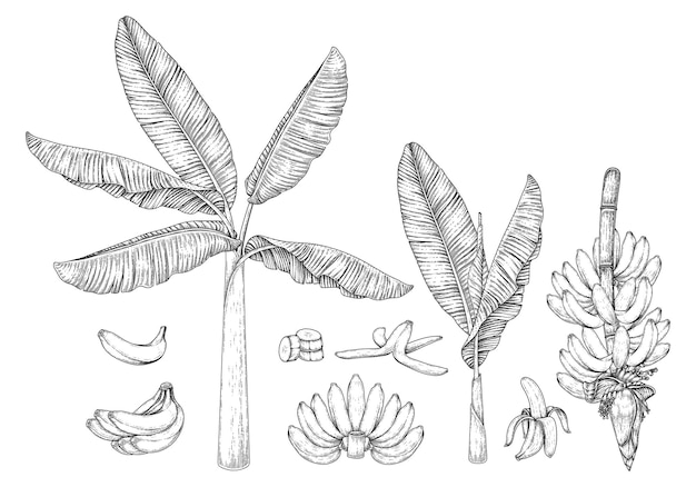 Bananeira fruta e flor ilustração retro desenhada à mão