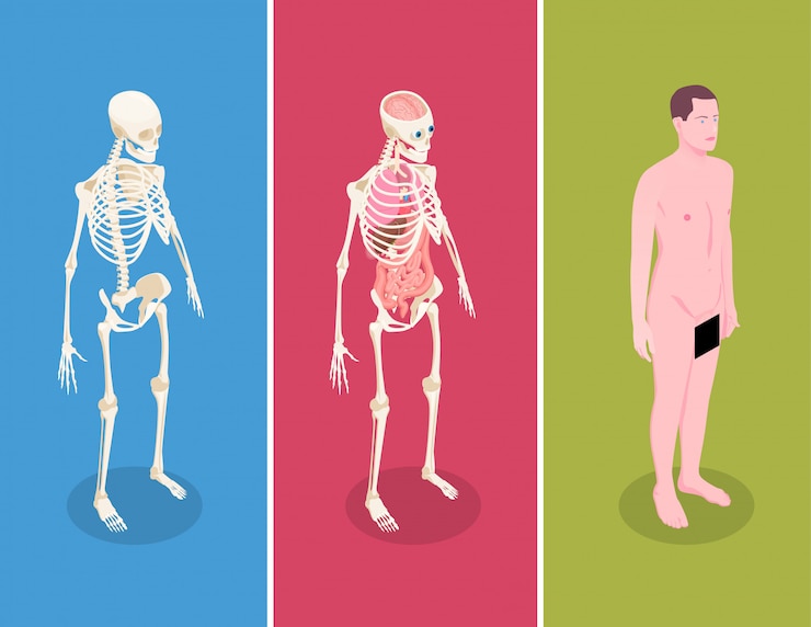 Vetor grátis bandeiras isométricas de anatomia conjunto com corpo masculino e dois esqueletos humanos em fundo colorido 3d isolado