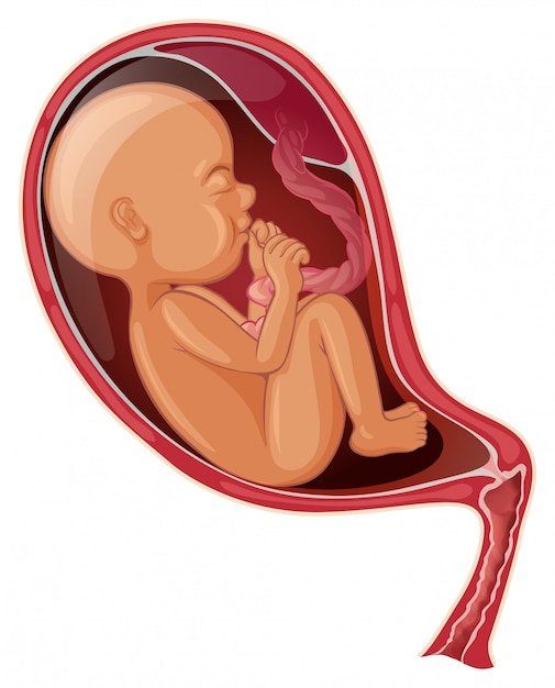 Bebê dentro do ventre de mulher