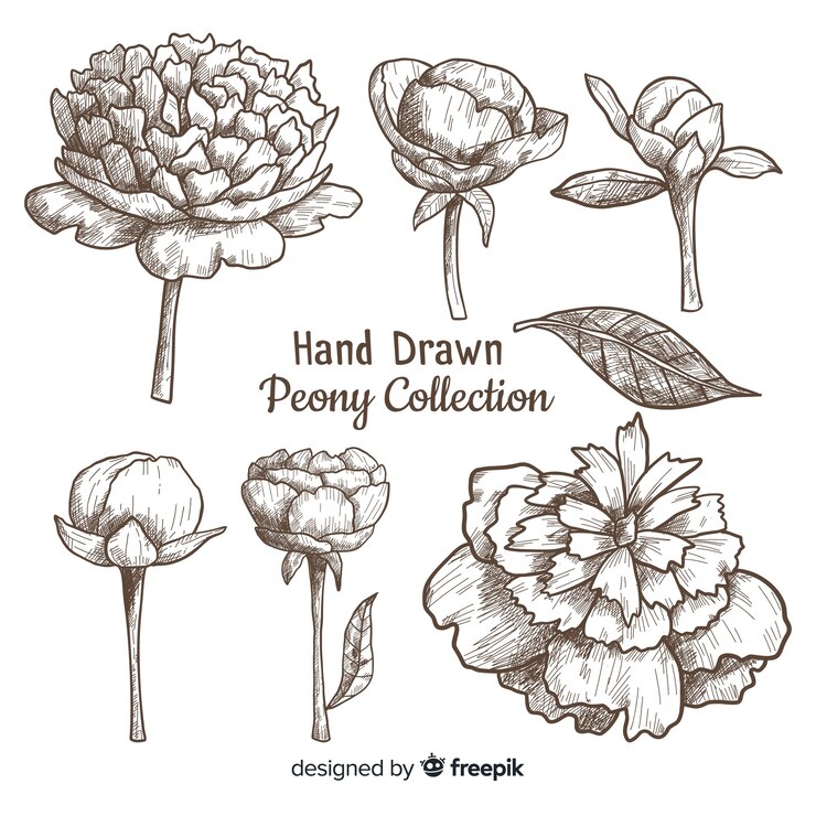 Vetor grátis bela coleção de flores de peônia mão desenhada