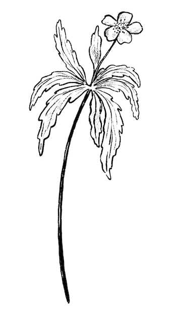 Buttercup anêmona flor selvagem desenho botânico de planta de campo ilustração vetorial desenhada à mão esboço clipart vintage isolado em branco Vetor Premium
