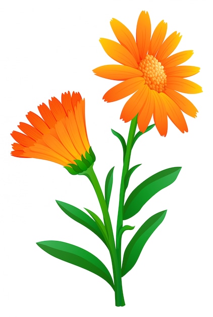 Vetor grátis calendula na cor laranja