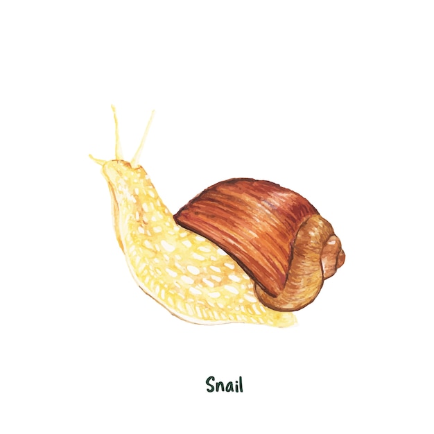 Caracol desenhado de mão isolado no fundo branco