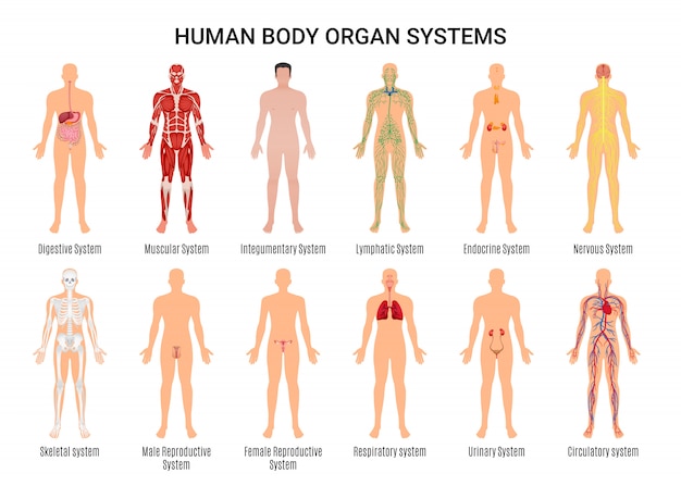 Vetor grátis caráter dos sistemas de órgãos do corpo humano poster