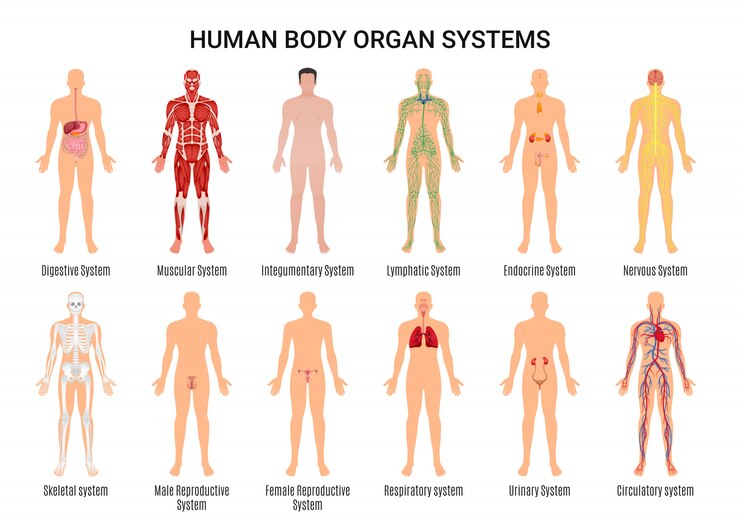Vetor grátis caráter dos sistemas de órgãos do corpo humano poster