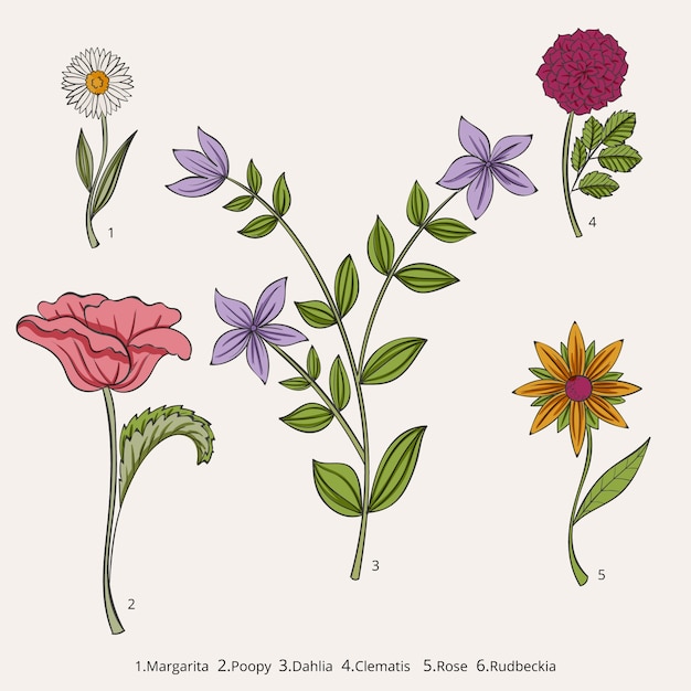 Carta de flores botânicas desenhadas à mão