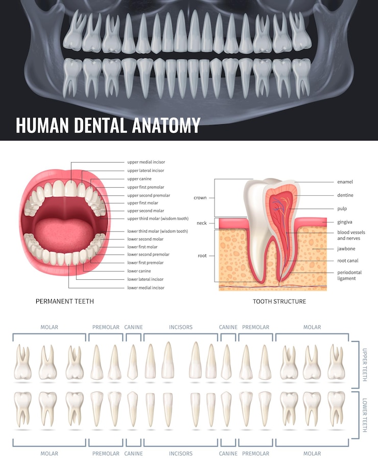Vetor grátis cartaz de anatomia realista de dentes humanos com ilustração vetorial de raio-x da mandíbula