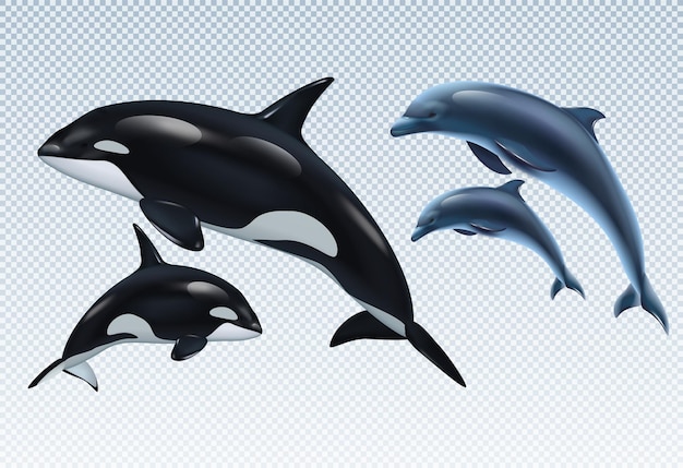 Casais de golfinhos e baleias assassinas em transparente