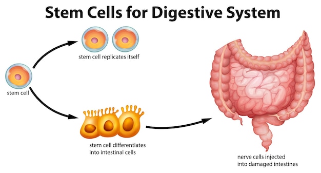 Células-tronco para sistema digestivo