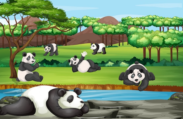 Cena com muitos pandas no zoológico aberto