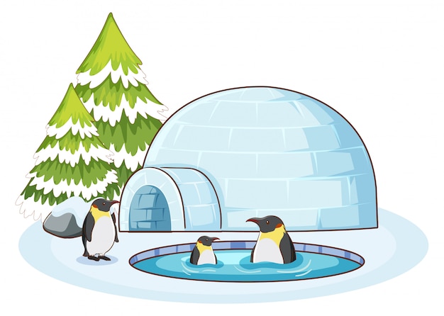 Cena com pinguins na neve