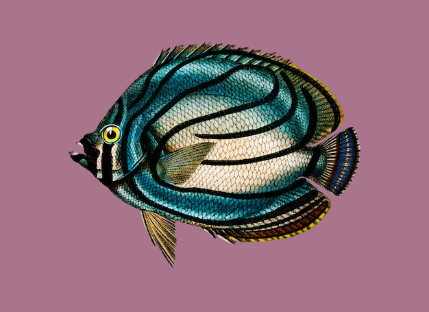 Chaetodon meyeri ilustrado por charles dessalines d'orbigny (1806-1876)