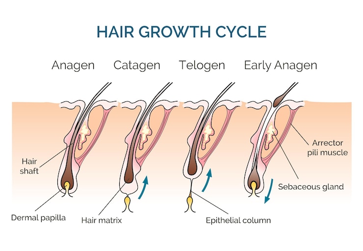 Vetor grátis ciclo de crescimento do cabelo. ciclo do cabelo, cabelo da fase científica, crescimento do cabelo humano.