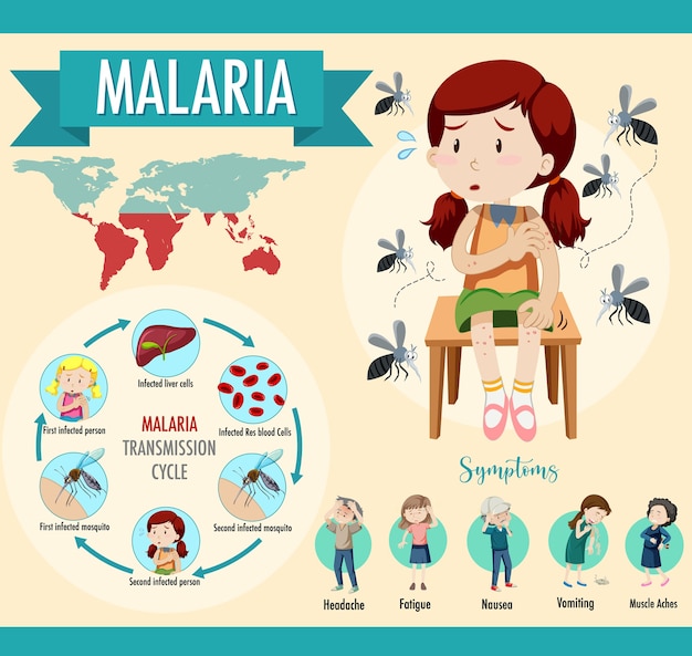 Ciclo de transmissão da malária e infográfico de informações de sintomas