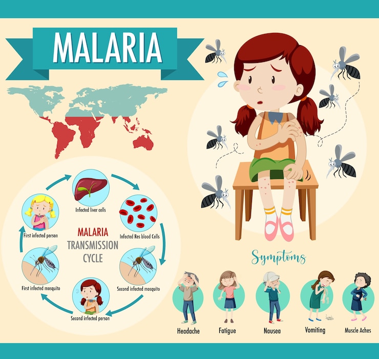 Vetor grátis ciclo de transmissão da malária e infográfico de informações de sintomas