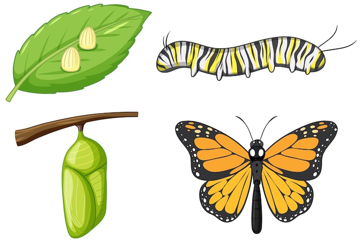 Vetor grátis ciclo de vida da borboleta monarca