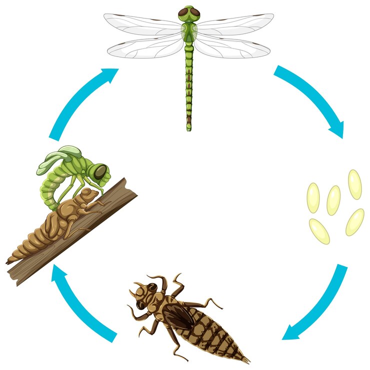 Vetor grátis ciclo de vida da mosca do dragão em fundo branco
