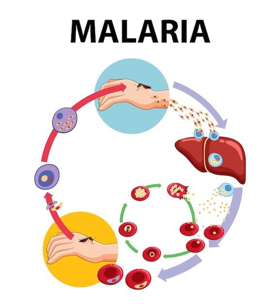 Vetor grátis ciclo de vida do parasita da malária, um guia visual