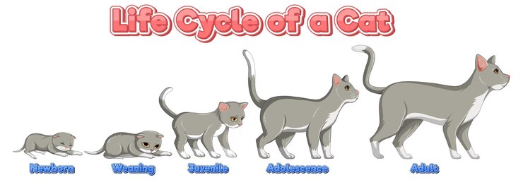 Vetor grátis ciência ciclo de vida do gato