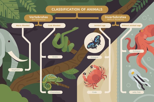 Classificação de design plano de infográfico de animais