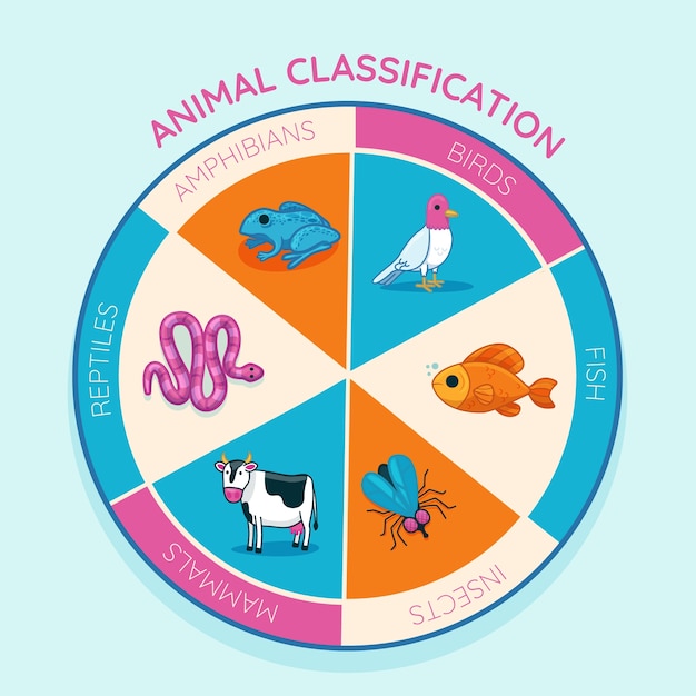 Classificação desenhada à mão de infográfico de animais