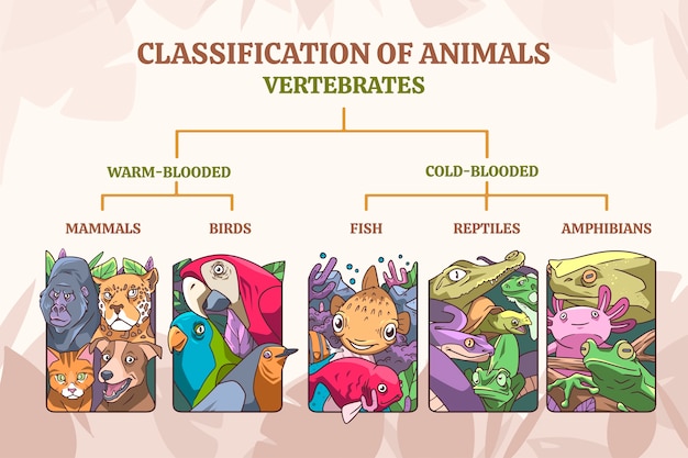 Vetor grátis classificação desenhada à mão de infográfico de animais