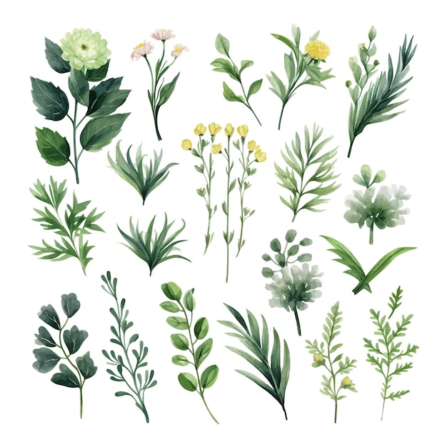 Clipart de ilustração de folhas florais em aquarela desenhadas à mão