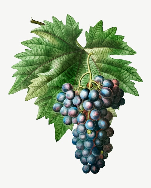Vetor grátis cluster de uva azul