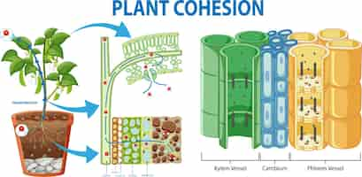 Vetor grátis coesão vegetal tecido vascular xilema e floema