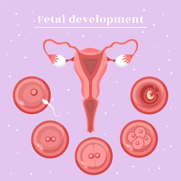 Coleção criativa de desenvolvimento fetal